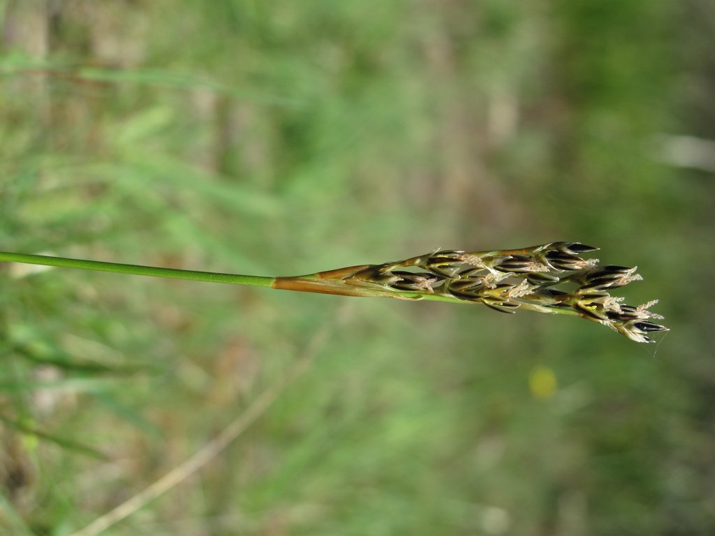 Juncus squarrosus